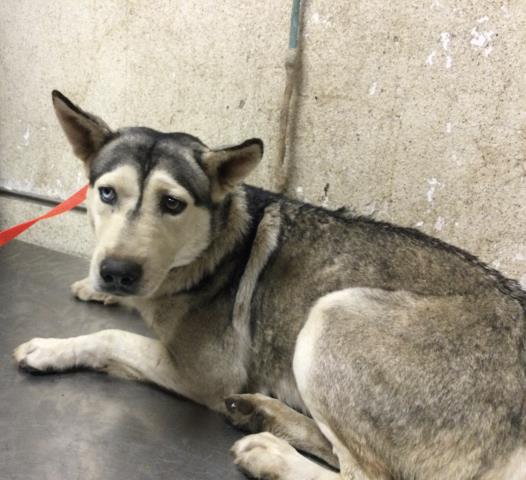 Shelter Stray Female Dog last seen Near BLOCK TIMBERVIEW DR, RIVERSIDE CA 92504, 6851 Van Buren Boulevard, Jurupa Valley, CA 92509, USA