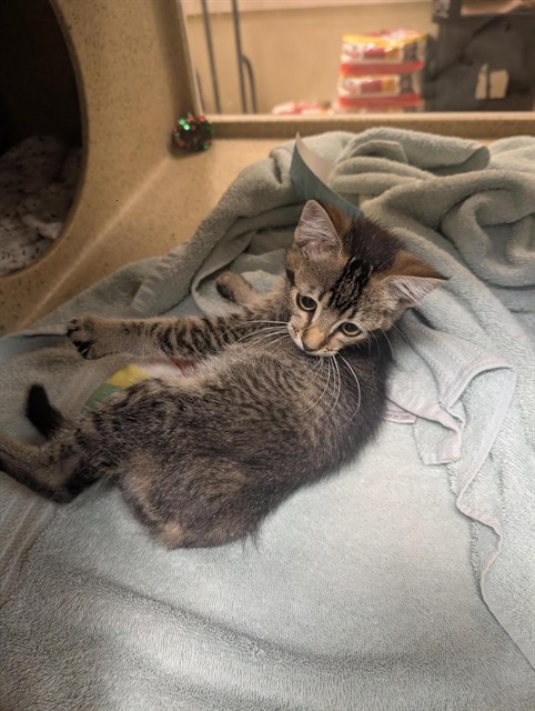 Shelter Stray Female Cat last seen J ST & 21ST ST, 2127 Front St, Sacramento, CA 95818, USA