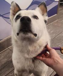 Shelter Stray Male Dog last seen VILLAGE CREST APARTMENTS, 2080 S Quebec St, Denver, CO 80231, USA