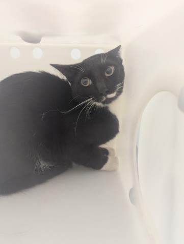Shelter Stray Unknown Cat last seen 38TH AND RACE, 2080 S Quebec St, Denver, CO 80231, USA