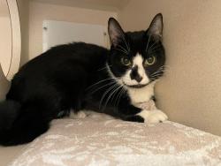 Shelter Stray Female Cat last seen Near BLOCK W BAYAUD AVE, DENVER CO 80223, 1241 W Bayaud Ave, Denver, CO 80223, USA