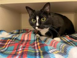 Shelter Stray Female Cat last seen Near BLOCK W LOUISIANA AVE, DENVER CO 80219, 1241 W Bayaud Ave, Denver, CO 80223, USA