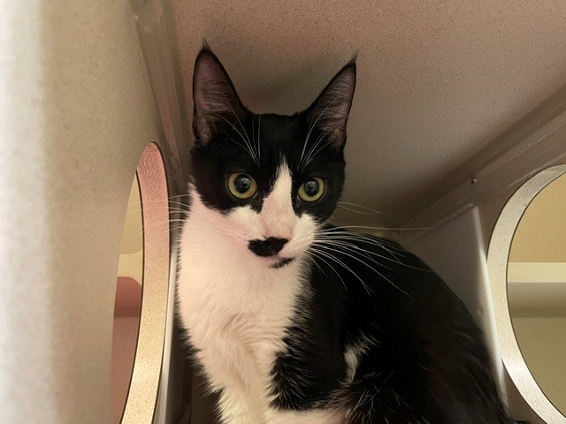 Shelter Stray Female Cat last seen Near BLOCK W BAYAUD AVE, DENVER CO 80223, 1241 W Bayaud Ave, Denver, CO 80223, USA