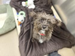 Shelter Stray Female Dog last seen E HAMPDEN AVE & S YOSEMITE ST DENVER CO 80231, 1241 W Bayaud Ave, Denver, CO 80223, USA