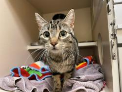 Shelter Stray Female Cat last seen Near BLOCK N BRIGHTON BLVD, DENVER CO 80216, 1241 W Bayaud Ave, Denver, CO 80223, USA