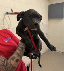 Shelter Stray Female Dog last seen N LINDEN X RIVERSIDE AVE, 333 Chandler Pl, San Bernardino, CA 92408, USA