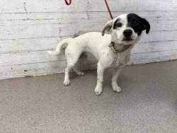 Shelter Stray Female Dog last seen N LINDEN X RIVERSIDE AVE, 333 Chandler Pl, San Bernardino, CA 92408, USA