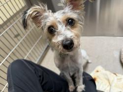 Shelter Stray Female Dog last seen Near BLOCK N HIGH ST, DENVER CO 80218, 1241 W Bayaud Ave, Denver, CO 80223, USA
