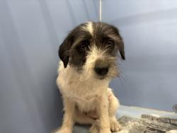 Shelter Stray Female Dog last seen N LINDEN X RIVERSIDE AVE, 333 Chandler Pl, San Bernardino, CA 92408, USA