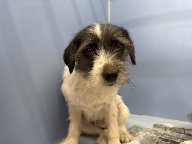 Shelter Stray Female Dog last seen N LINDEN X RIVERSIDE AVE, 333 Chandler Pl, San Bernardino, CA 92408, USA