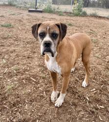 Shelter Stray Male Dog last seen Near BLOCK N CHAMBERS RD, DENVER CO 80239, 1241 W Bayaud Ave, Denver, CO 80223, USA