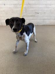Shelter Stray Female Dog last seen N LINDEN X RIVERSIDE AVE, 333 Chandler Pl, San Bernardino, CA 92408, USA