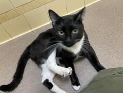 Shelter Stray Male Cat last seen Near BLOCK W BAYAUD AVE, DENVER CO 80223, 1241 W Bayaud Ave, Denver, CO 80223, USA