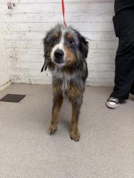 Shelter Stray Female Dog last seen N LINDEN X RIVERSIDE AVE, 333 Chandler Pl, San Bernardino, CA 92408, USA