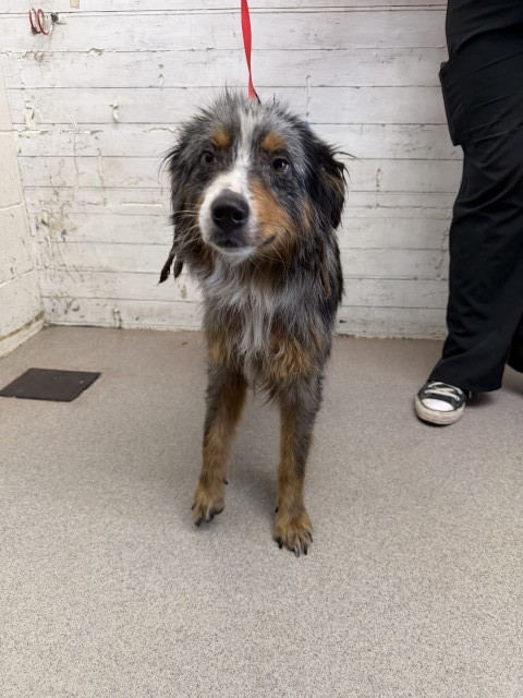 Shelter Stray Female Dog last seen Near BLOCK S RIVERSIDE AVE, 333 Chandler Pl, San Bernardino, CA 92408, USA