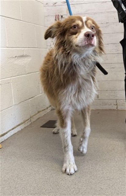 Shelter Stray Male Dog last seen Near BLOCK S RIVERSIDE AVE, 333 Chandler Pl, San Bernardino, CA 92408, USA
