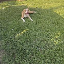 Found/Stray Male Dog last seen 27th and Drexel, Oklahoma City, OK 73107