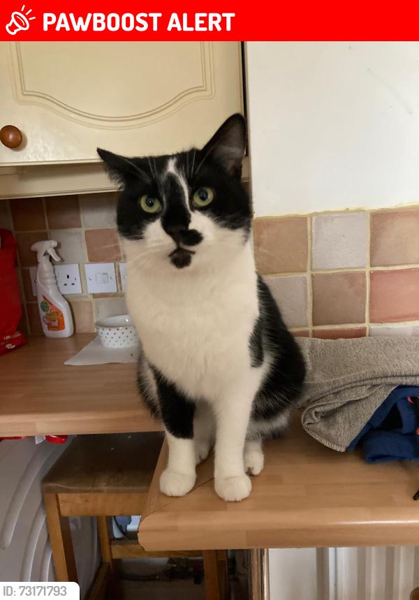 Lost Male Cat last seen Draper Drive, Central Bedfordshire, England LU7 4UL