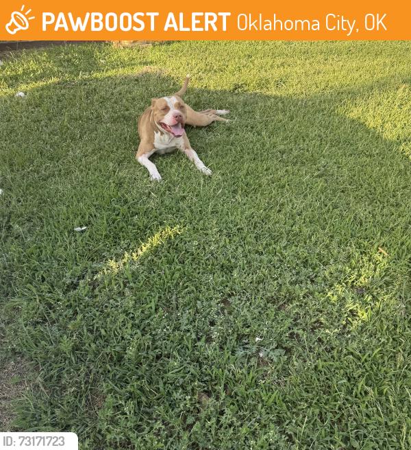Found/Stray Male Dog last seen 27th and Drexel, Oklahoma City, OK 73107