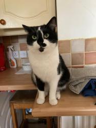 Lost Male Cat last seen Draper Drive, Central Bedfordshire, England LU7 4UL