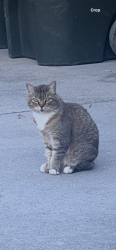 Lost Male Cat last seen Jack Williams Park, Livermore, CA 94550
