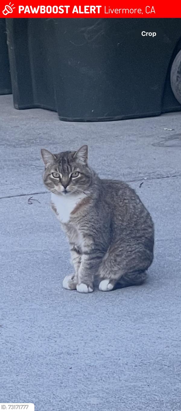 Lost Male Cat last seen Jack Williams Park, Livermore, CA 94550