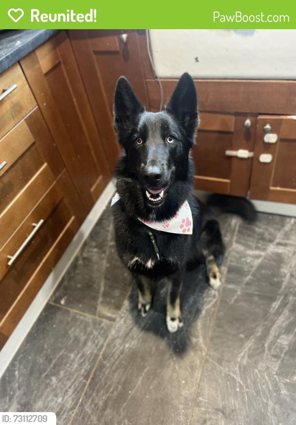Reunited Female Dog last seen Harts run and hams ford, Spotsylvania County, VA 22551