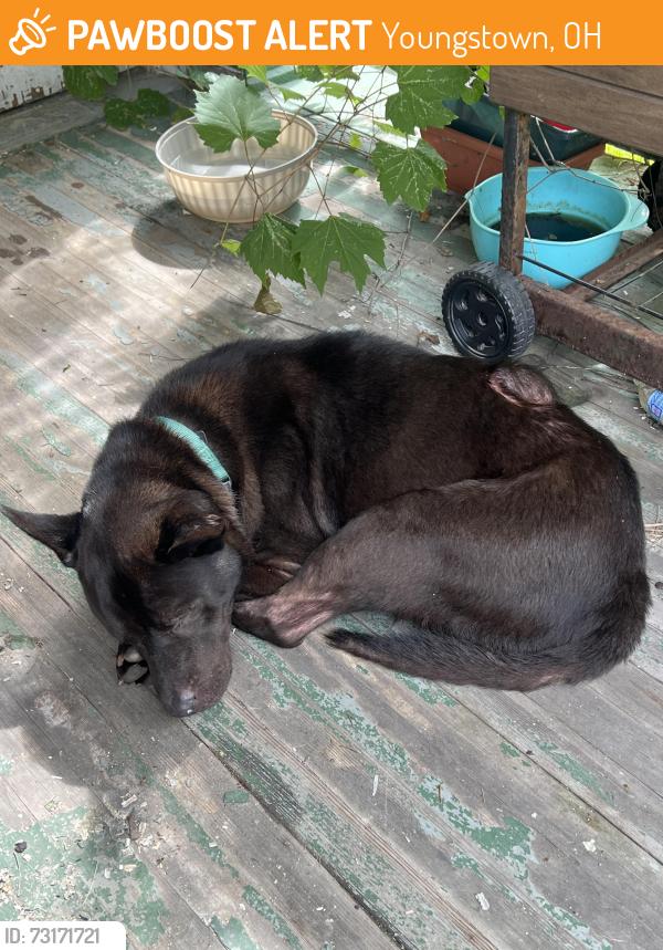Found/Stray Male Dog last seen Wick park, Youngstown, OH 44505