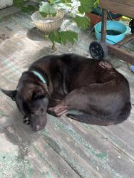 Found/Stray Male Dog last seen Wick park, Youngstown, OH 44505