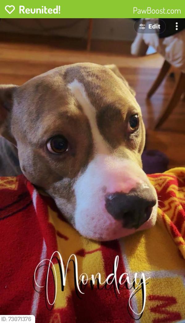 Reunited Male Dog last seen Maryland Ave east & Payne Ave, Saint Paul, MN 55130