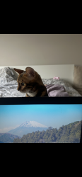 Lost Male Cat last seen Patio, Calgary, AB T2Z 4Z4