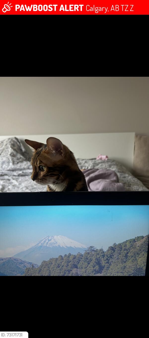 Lost Male Cat last seen Patio, Calgary, AB T2Z 4Z4