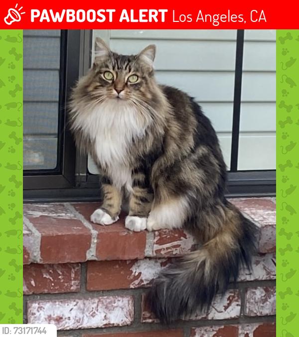 Lost Female Cat last seen Noble Ave between Camarillo St and Moorpark St, Los Angeles, CA 91403