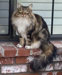 Lost Female Cat last seen Noble Ave between Camarillo St and Moorpark St, Los Angeles, CA 91403