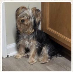 Lost Male Dog last seen Ridaught Landing, Jacksonville, FL 32207