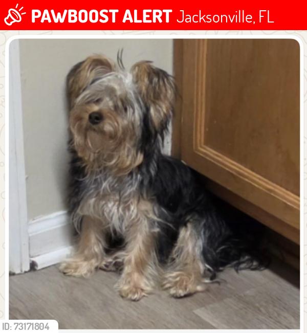 Lost Male Dog last seen Ridaught Landing, Jacksonville, FL 32207