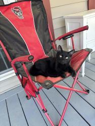 Lost Male Cat last seen Farm on Mulberry Rd, Franklin County, NC 27597