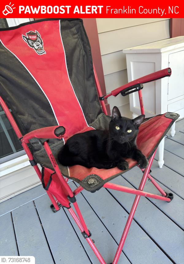 Lost Male Cat last seen Farm on Mulberry Rd, Franklin County, NC 27597