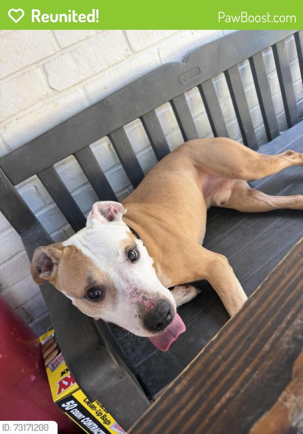 Reunited Male Dog last seen Near Huffmeister Rd Houston, TX 77065 United States, Houston, TX 77065