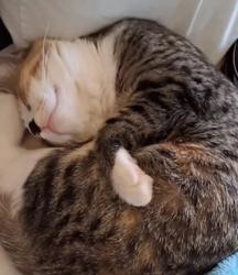 Reunited Female Cat last seen El dorado, El Paso, TX 79938