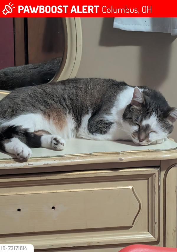 Lost Male Cat last seen Near Lewis road Columbus Ohio, Columbus, OH 43207