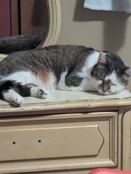 Lost Male Cat last seen Near Lewis road Columbus Ohio, Columbus, OH 43207