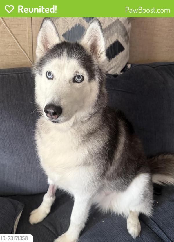 Reunited Female Dog last seen Near SE 143rd Terrace, Morriston, FL 32668, USA, Morriston, FL 32668