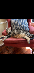 Lost Male Cat last seen Post oak Dr, Corinth, TX 76210