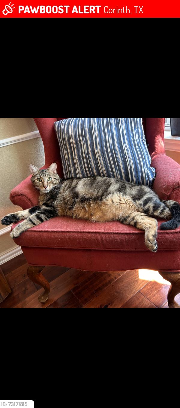 Lost Male Cat last seen Post oak Dr, Corinth, TX 76210