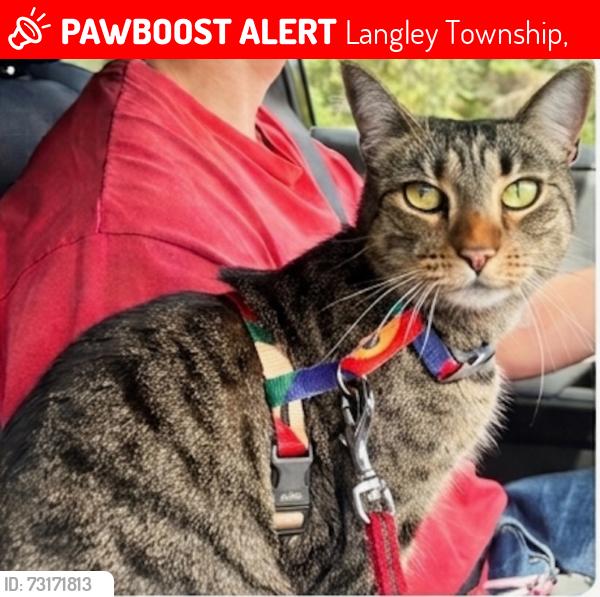 Lost Female Cat last seen Near Street and 0 avenue, Langley Township,  98230
