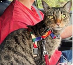 Lost Female Cat last seen Near Street and 0 avenue, Langley Township,  98230