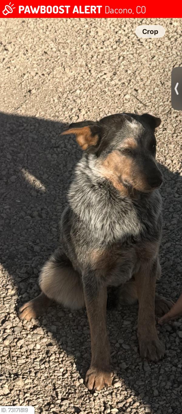 Lost Female Dog last seen Highway 52 and Colorado Blvd, Dacono, CO 80530
