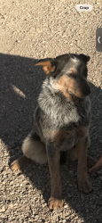Lost Female Dog last seen Highway 52 and Colorado Blvd, Dacono, CO 80530