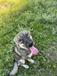 Lost Male Dog last seen Near cape st, Fort Worth, TX 76179